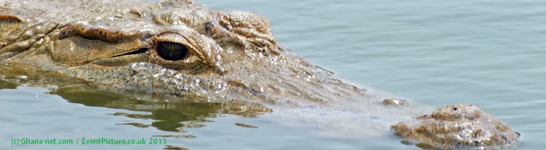 Wildlife in Ghana, Paga, crocodiles, Africa, National Parks,