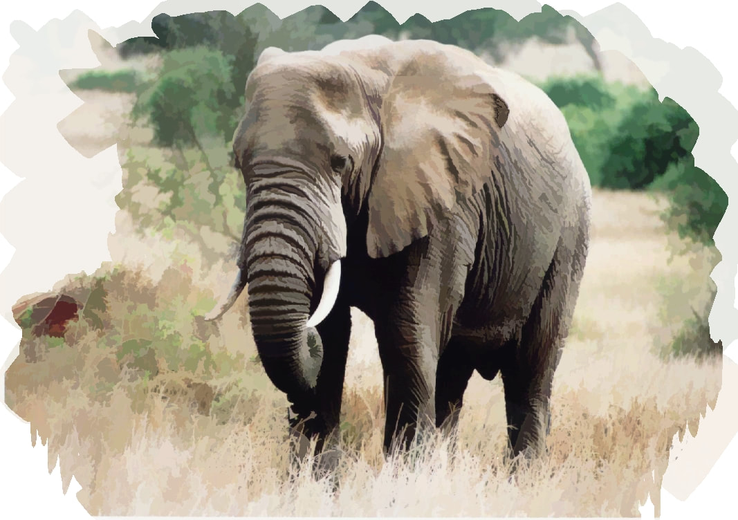Mole National Park, Elephan, Elepants, Ghana, Ghana Tourism